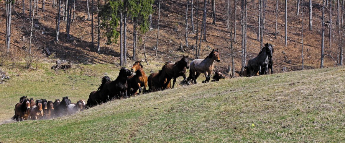 Kone na Muránskej planine