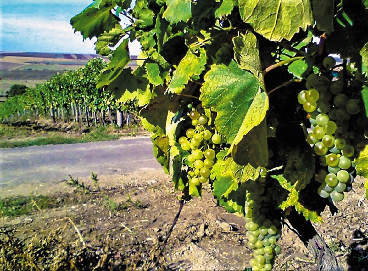 Tokajská vinohradnícka oblasť