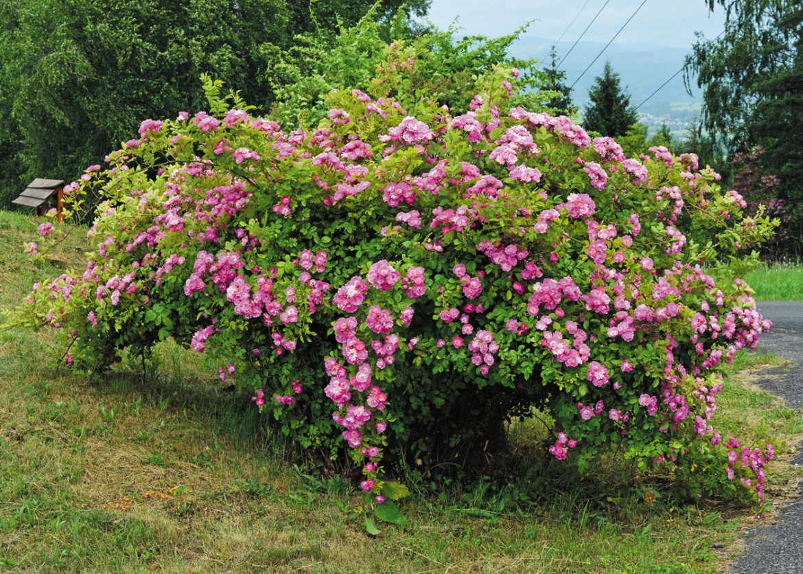 Ruža Kde domov muj MltH (multiflora hybridy) J. Bőhm (1935)