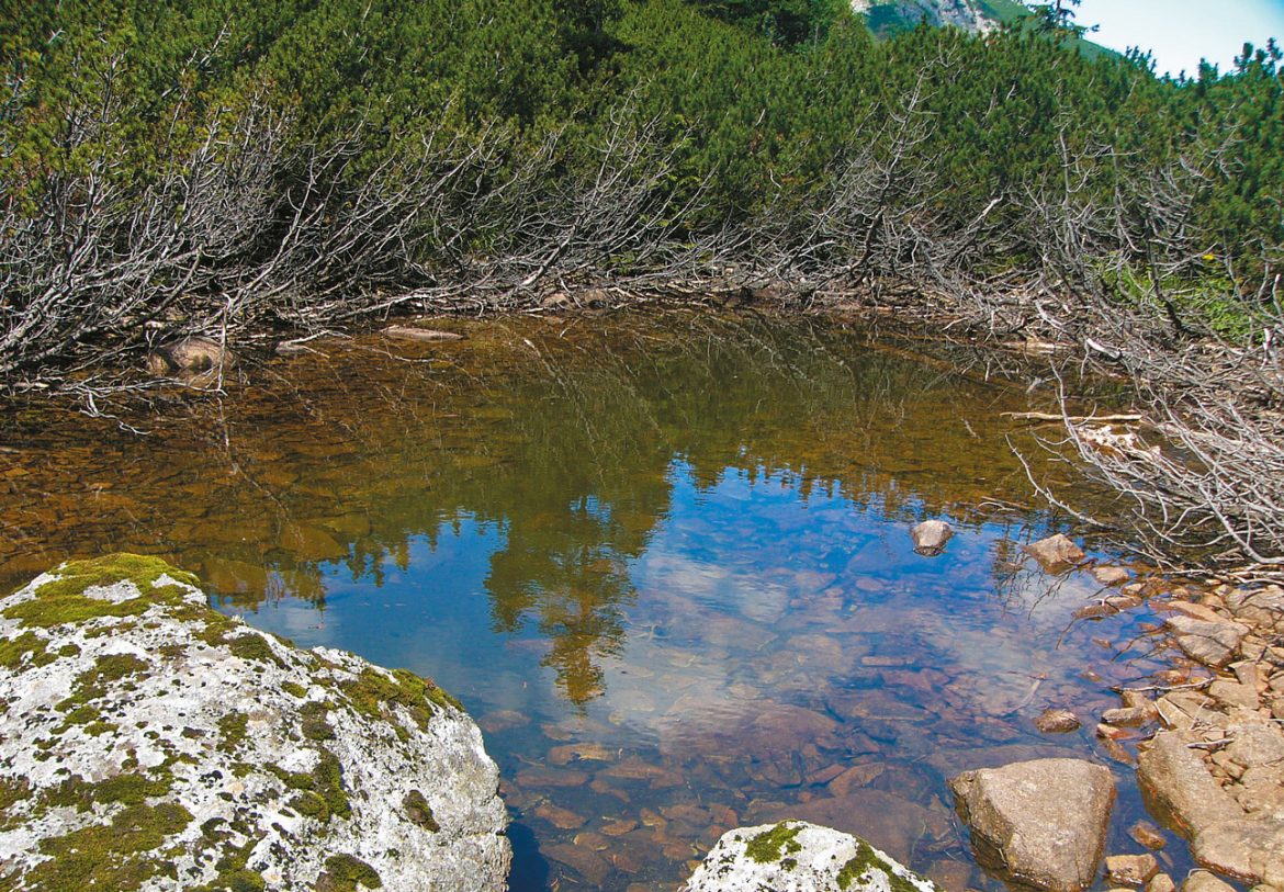 Pliesko v Javorovej doline
