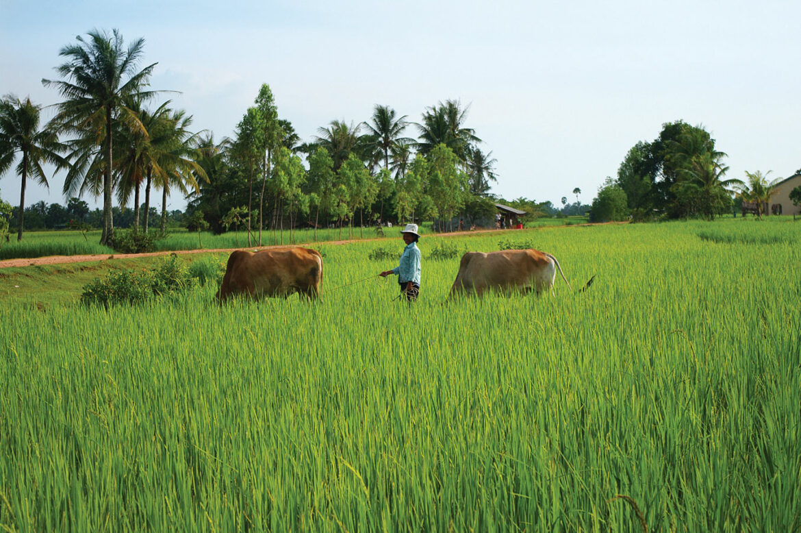 Pastierka uprostred ryžových polí