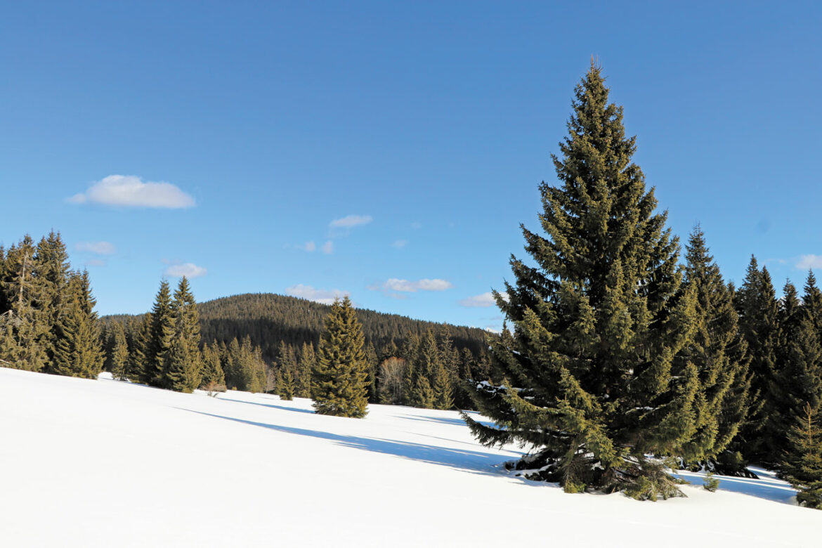 Zimná Zadná Poľana zo Žliebkov