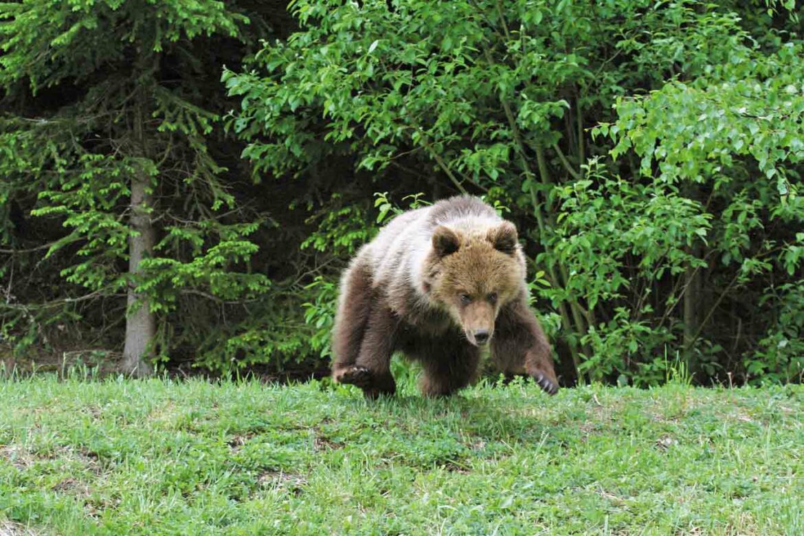 Útočiaci medveď (ilustračné foto Ivan Kňaze)