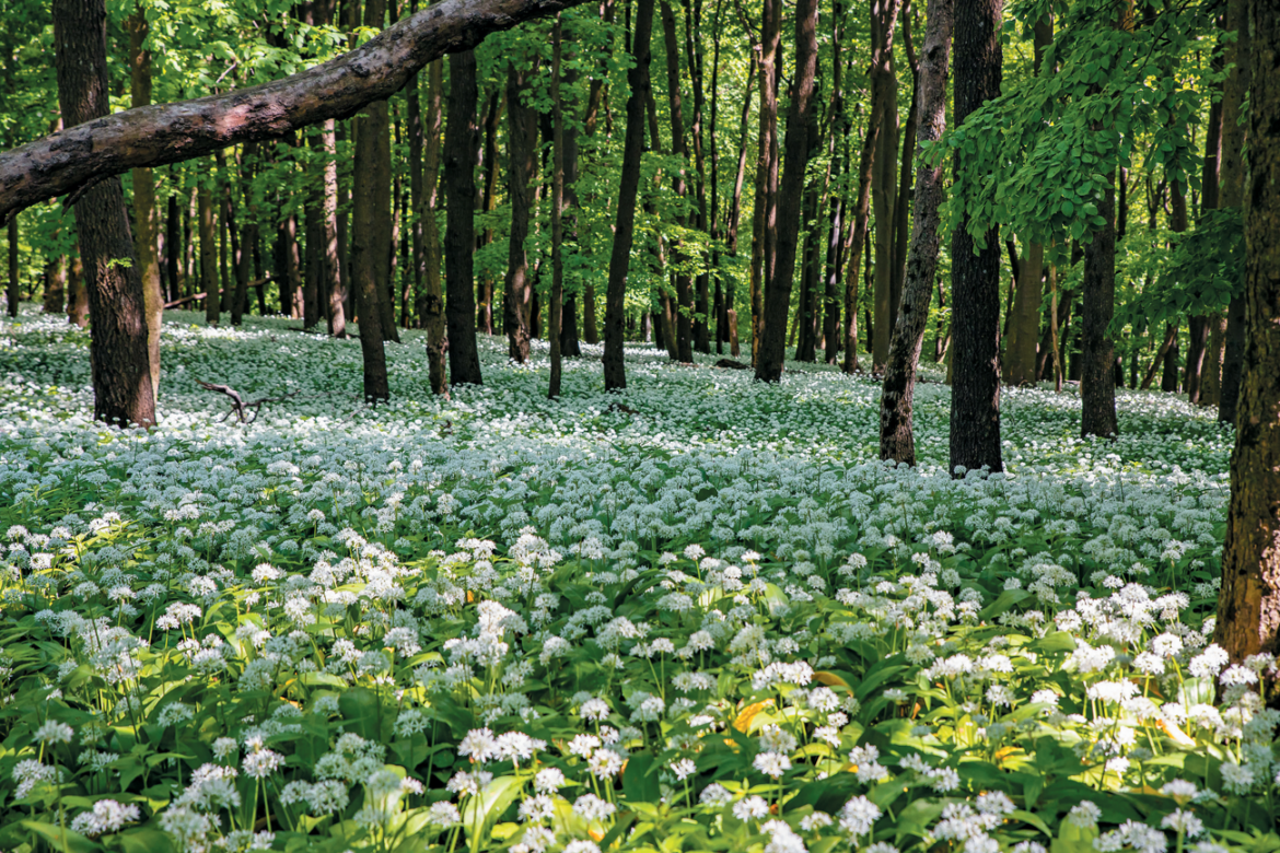 Bielo zakvitnutý koberec s medvedím cesnakom